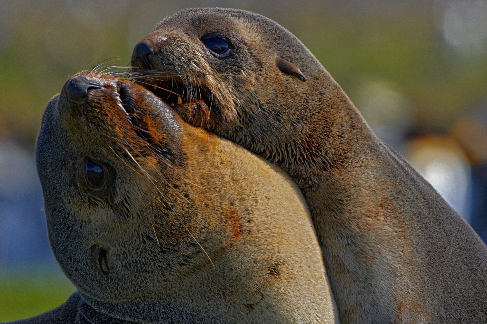 young fur seals